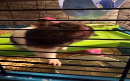 Hamster rodents for sale: Dark brown & white, female, Syrian Hamster - Image 3