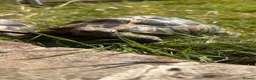 Tortoise reptiles for sale: Male Herman  - Advert 1