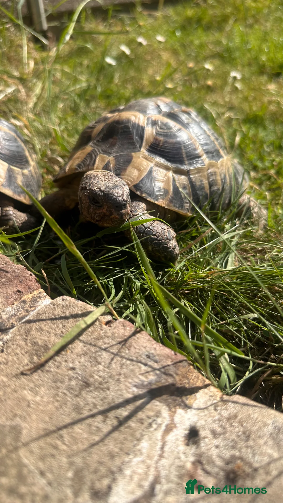 Tortoise reptiles for sale: Male Herman  - Advert 1