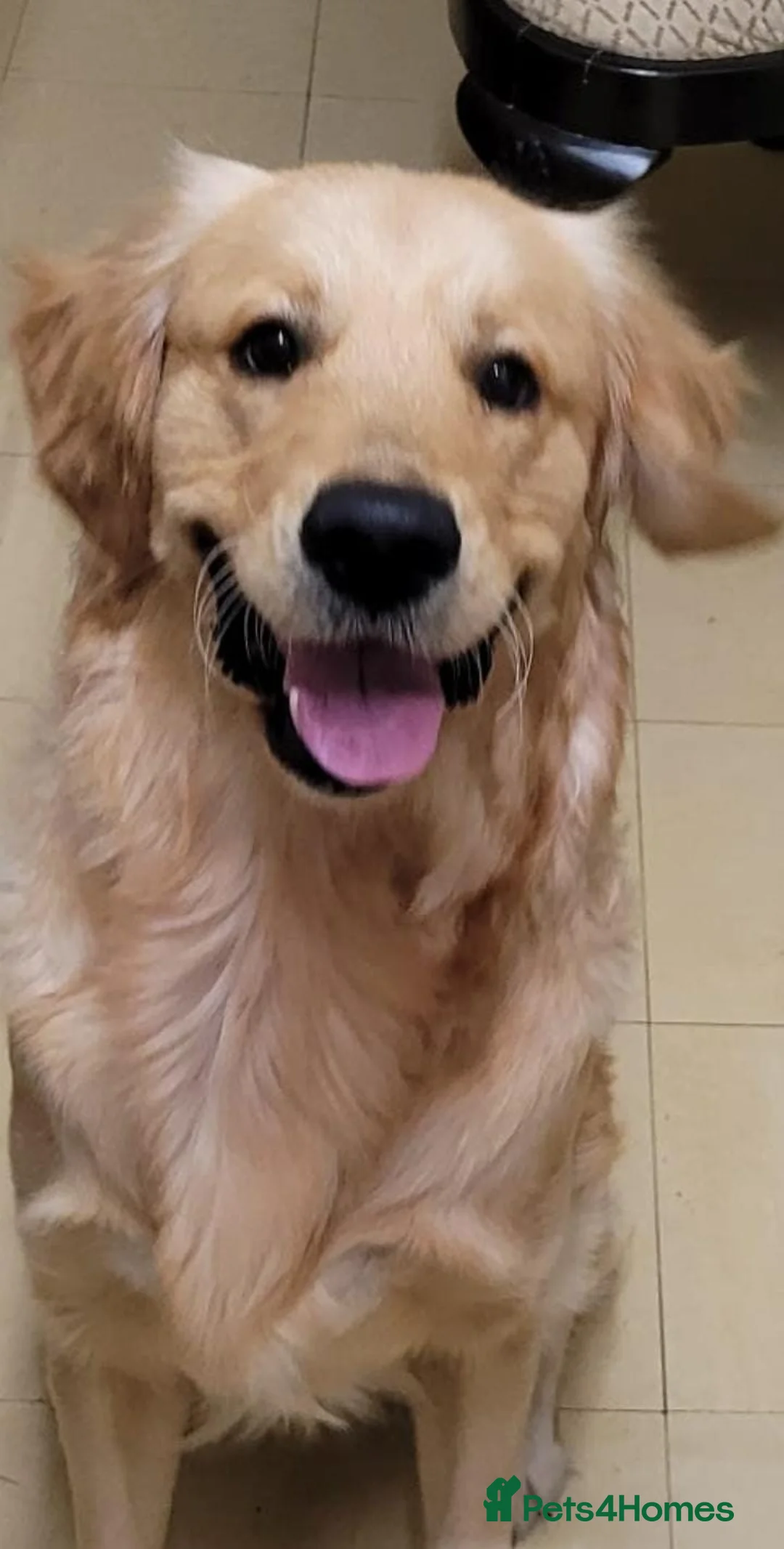 Golden Retriever dogs for sale: Robbie 🐶 in Boston - Advert 2
