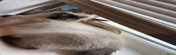 Ragdoll cats for sale: Beautiful GCCF Registered Ragdoll Kitten🩵 in Hinckley - Advert 5