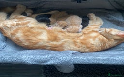 Mixed Breed cats for sale: Beautiful ginger tabby kittens - Image 6