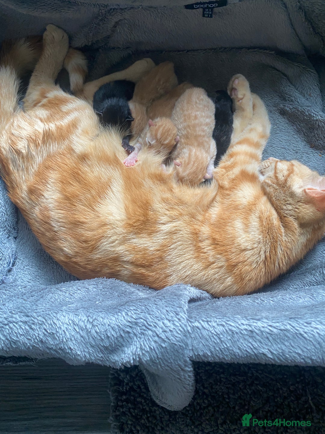 Mixed Breed cats for sale: Beautiful ginger tabby kittens - Image 6