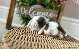 Mini Lop rabbits for sale: Litter of mini lop babies  - Image 23