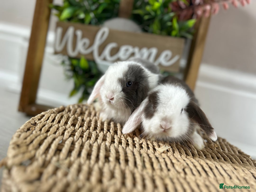Mini Lop rabbits for sale: Litter of mini lop babies  - Image 23