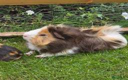 Guinea Pig rodents for sale: Male Guinea Pig - Image 1