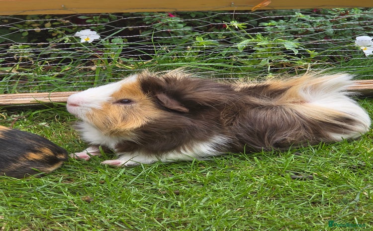 Guinea Pig rodents - Advert 5
