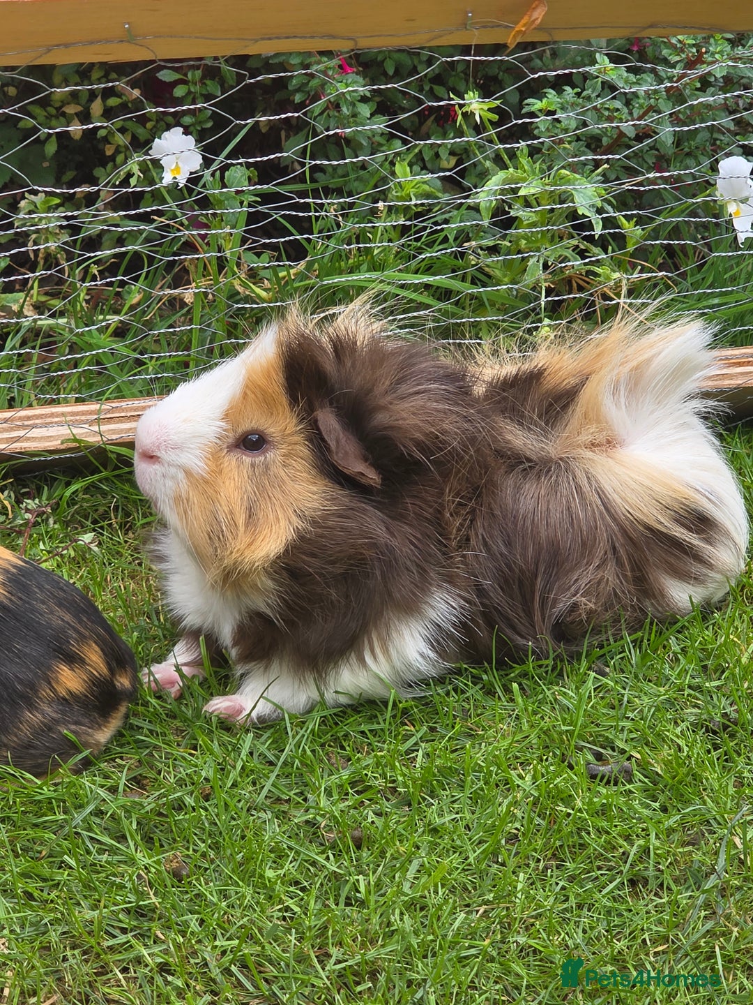 Guinea Pig rodents for sale: Male Guinea Pig - Image 1