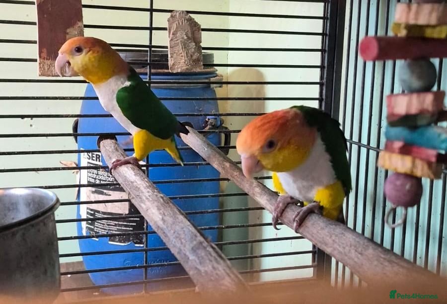 Parrots birds Breeding pair of Yellow Thighed Caiques - Advert 4