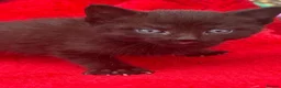 Mixed Breed cats for sale: Farm raised kittens  - Advert 13