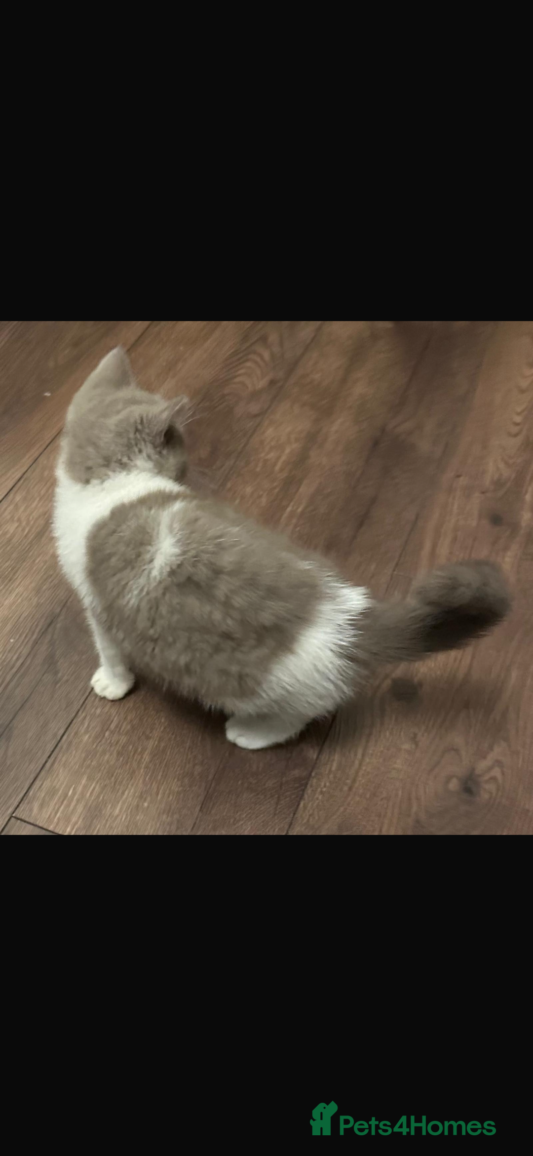 British Shorthair cats for sale: 1 left Ready NOW GCCF BSH kittens  - Advert 8