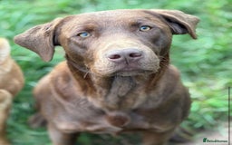Labrador Retriever dogs for sale: Top Quality Chocolate Labrador Puppies  - Image 7