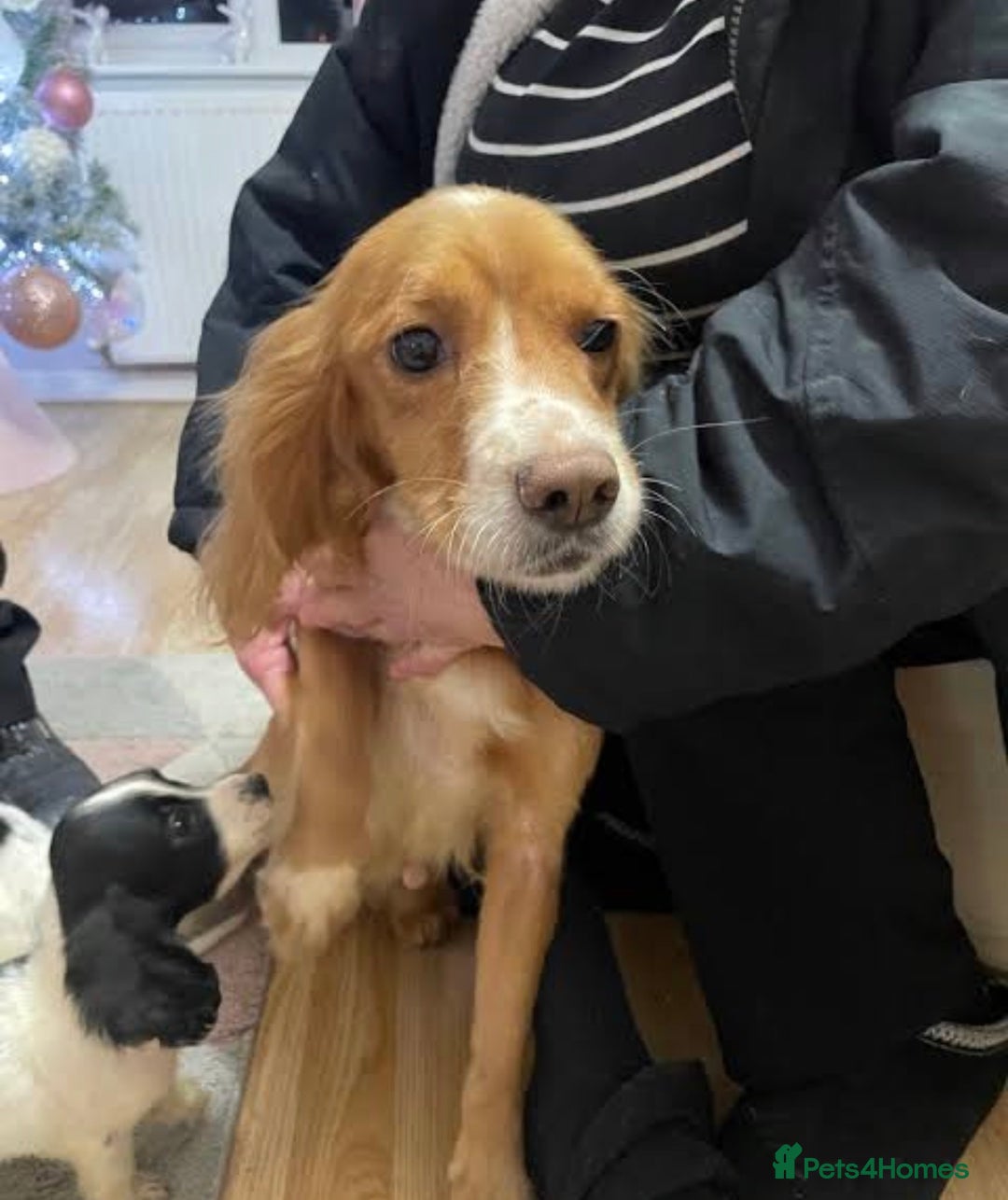 Sprocker dogs for sale: Sprocker Puppy *Read Description* - Advert 2