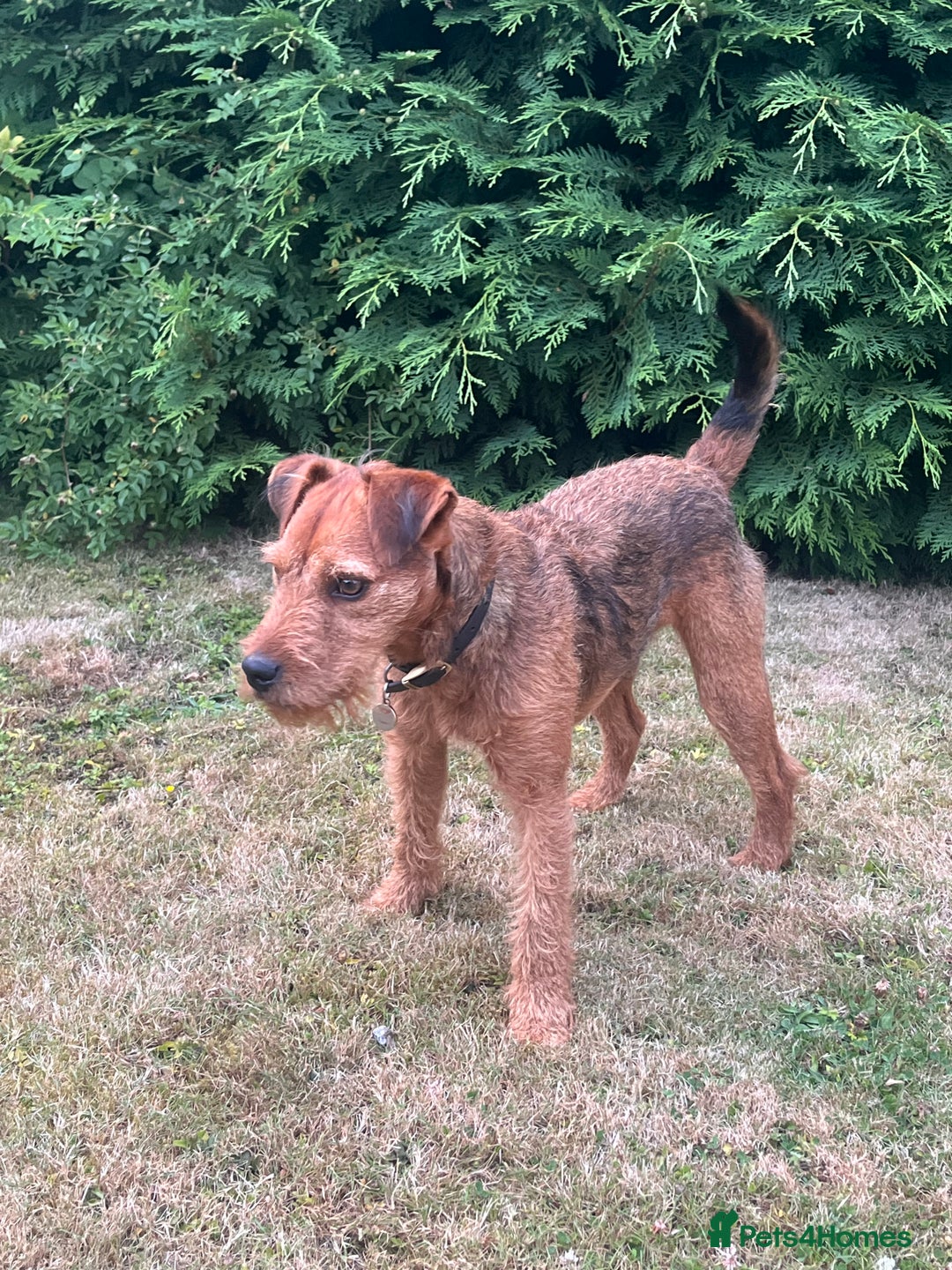 Lakeland Terrier dogs for sale: Gorgeous George  - Image 4