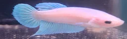 Other/Mixed Breed fish for sale: Mixture of all different types of fish i have. - Advert 4