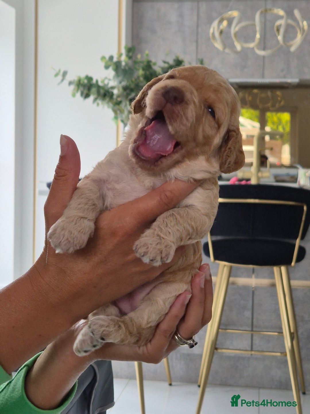 Cockapoo dogs for sale: Absolutely beautiful F1 Cockapoos  - Image 5