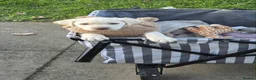 Labrador Retriever dogs for sale: Babygirl Nyla  in Mansfield - Advert 26