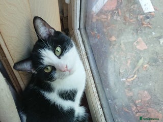 Mixed Breed cats - Advert 12