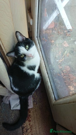 Mixed Breed cats - Advert 12