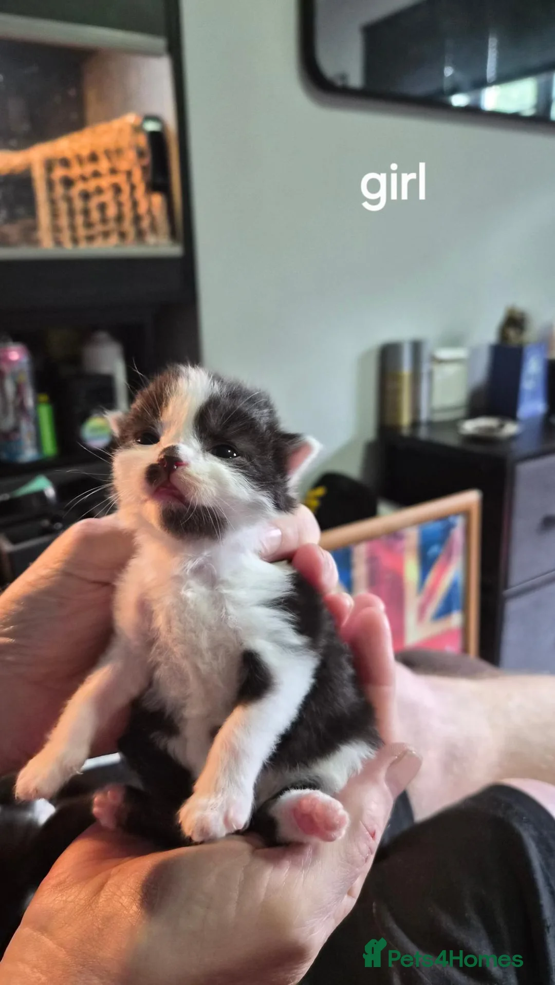 Mixed Breed cats for sale: 5 beautiful kittens  - Advert 2