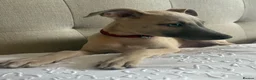 Whippet dogs for sale: Beautiful KC Registered Whippets  - Advert 8