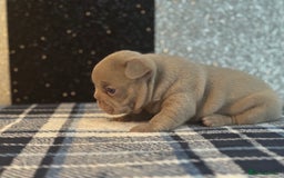 French Bulldog dogs for sale: Beautiful litter of 4 - Image 12
