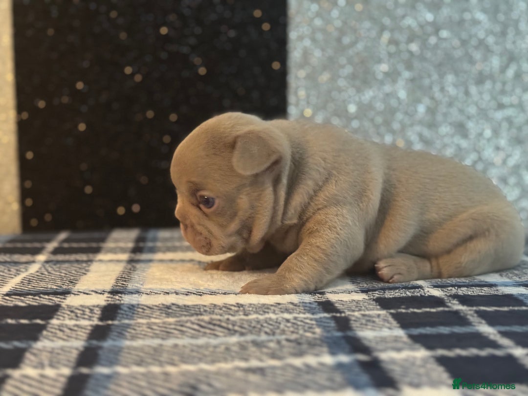 French Bulldog dogs for sale: Beautiful litter of 4 - Image 12