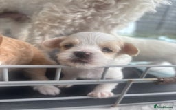 Maltipoo dogs for sale: Minnies maltipoos  - Image 13
