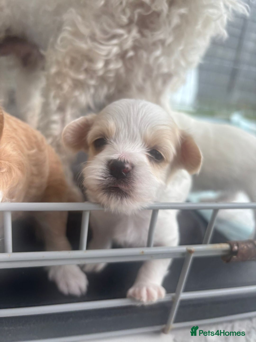 Maltipoo dogs for sale: Minnies maltipoos  - Image 13