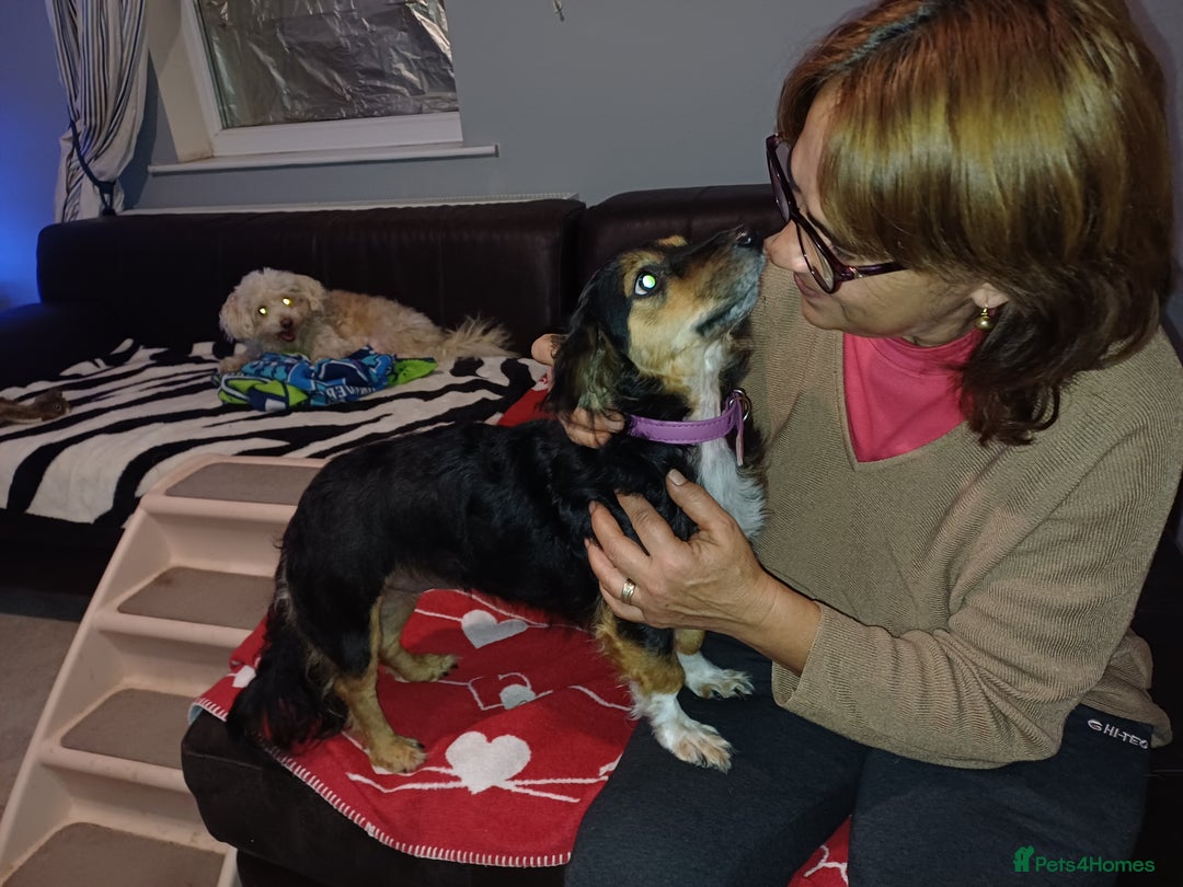 Mixed Breed dogs for adoption: Meet Sweet KATIA !  She needs a new Loving HOME... - Image 3
