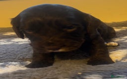 Cockapoo dogs for sale: Stunning F1 Cockapoos from H/Tested KC Parents!! - Image 26