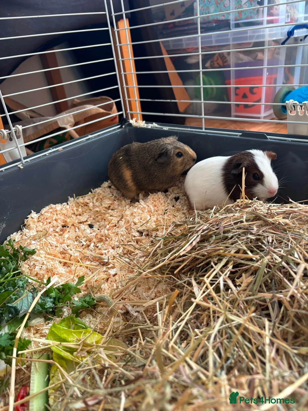 Guinea Pig rodents for sale: Baby Boy Guinea Pigs - Advert 4