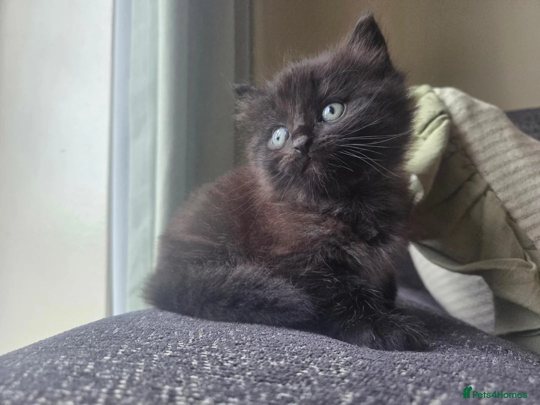 Mixed Breed cats for sale: Super fluffy gorgeous boy available next week 💙  - Advert 13