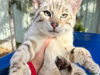 Keetso cats Superb polydactyl rosetted girl - Advert 1
