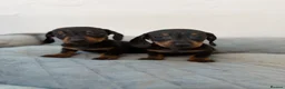 Dachshund dogs for sale: Miniature Dachshund  - Advert 5