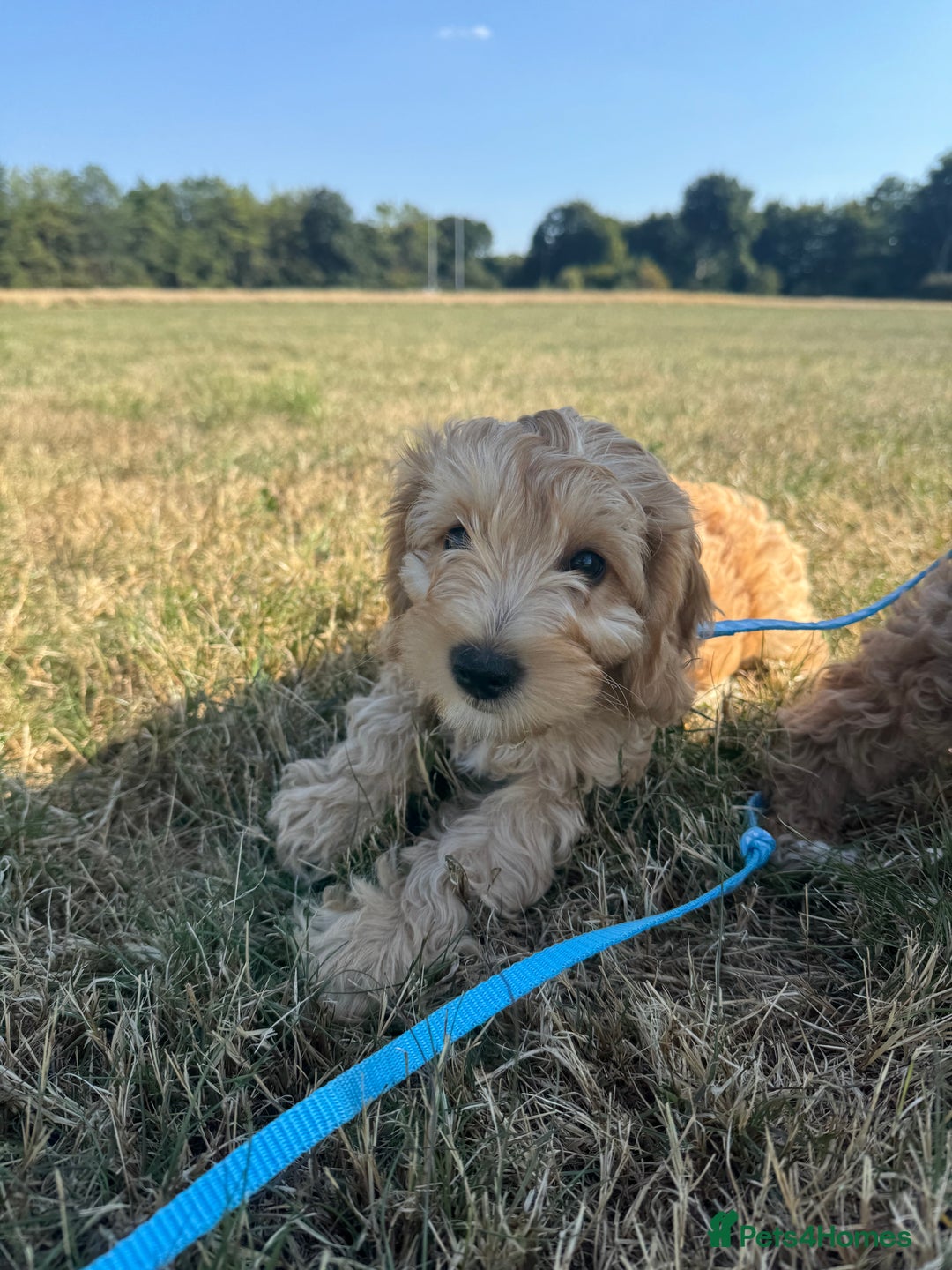 Cockapoo dogs for sale: Adorable Cockapoo Puppies  - Image 14
