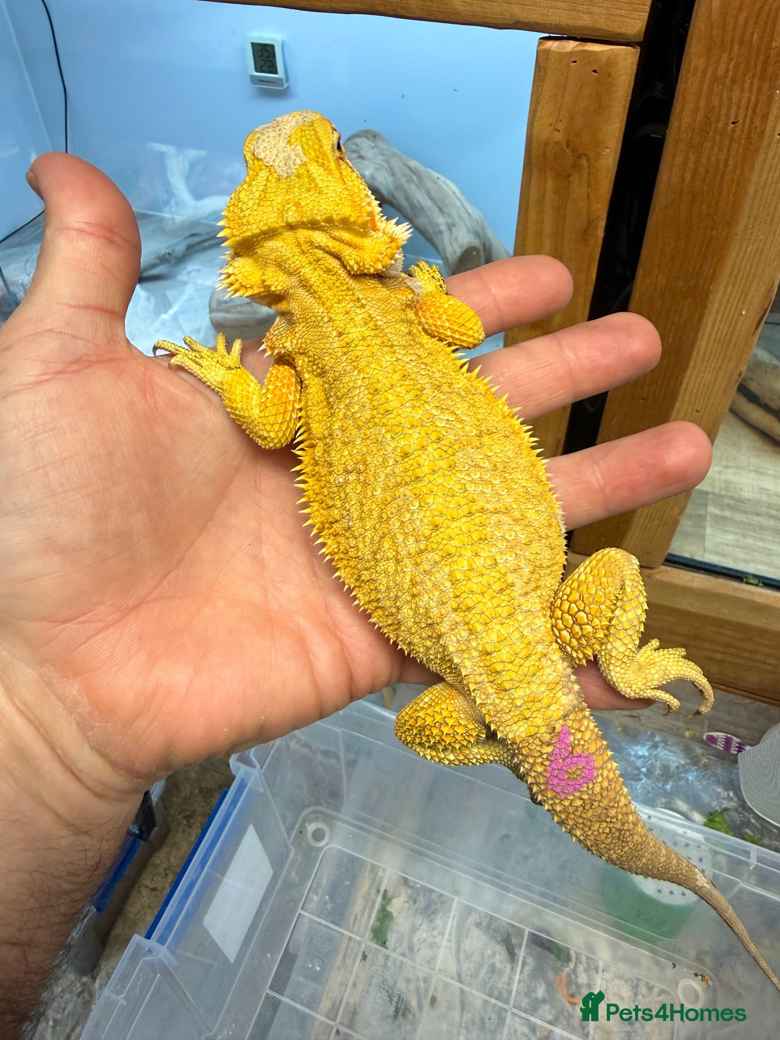 Bearded Dragon reptiles Super Citrus YELLOW US Bloodline  - Advert 1