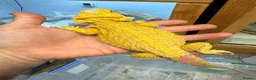Bearded Dragon reptiles for sale: Super Citrus YELLOW US Bloodline  - Advert 1