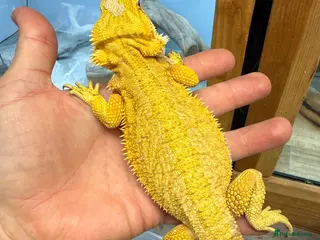 Bearded Dragon reptiles Super Citrus YELLOW US Bloodline - Advert 1