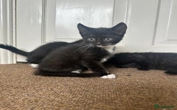 Domestic Shorthair cats for sale: 4 boy kittens  - Image 2