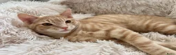 Domestic Shorthair cats for sale: Adorable Scottish mix Kittens 🐾 - Advert 5