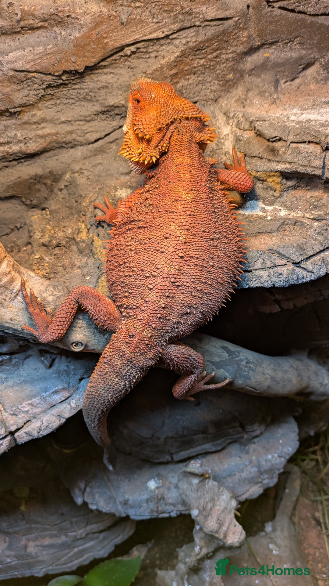 Bearded Dragon reptiles for sale: Red Monster Bearded Dragon  - Advert 5