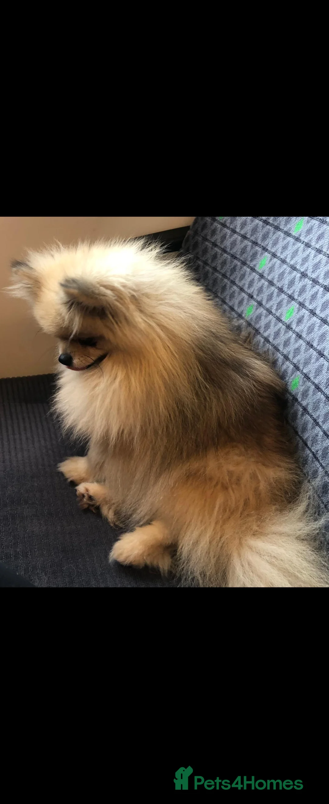 Pomeranian dogs for sale: Beautiful teddy bear pomeranian boy  - Advert 1