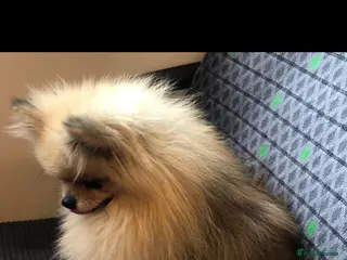 Pomeranian dogs Beautiful teddy bear pomeranian boy - Advert 1