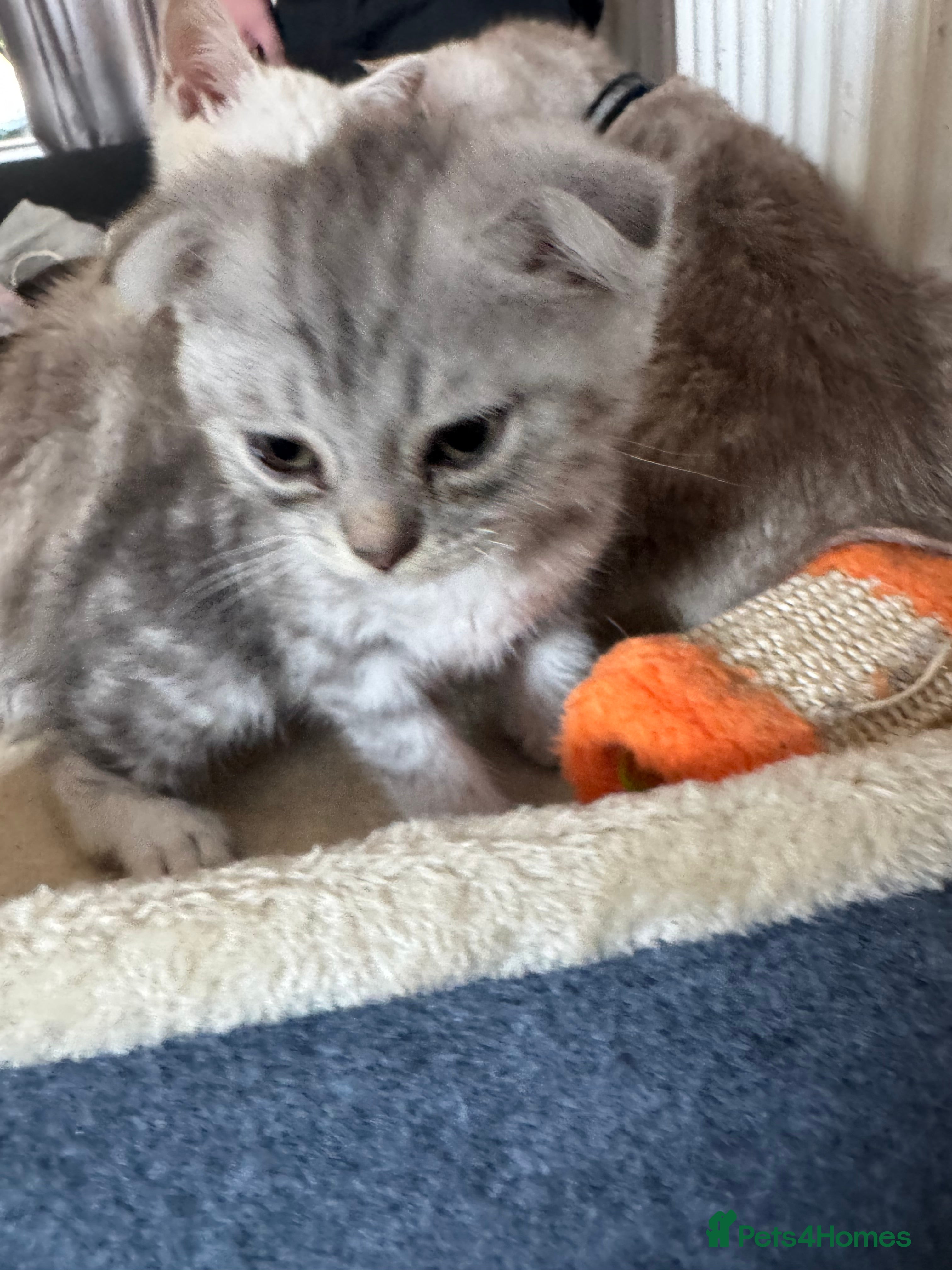 Scottish Fold cats 🐾 10! Beautiful Scottish folds and straights🐾 - Advert 2