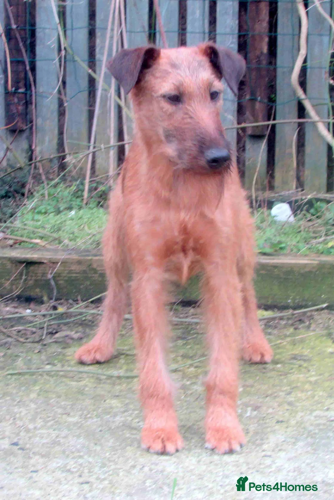 Irish Terrier dogs for sale: Lovely natured Irish terrier - Advert 3