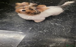 Biewer Terrier dogs for sale: Absolutely beautiful tiny boy - Image 4