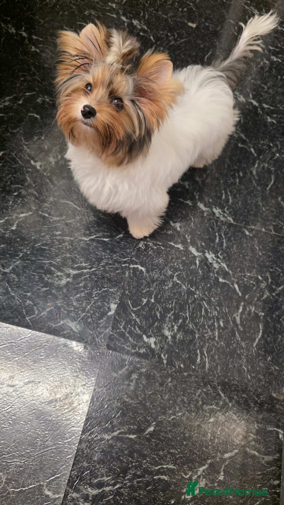 Biewer Terrier dogs for sale: Absolutely beautiful tiny boy - Image 4