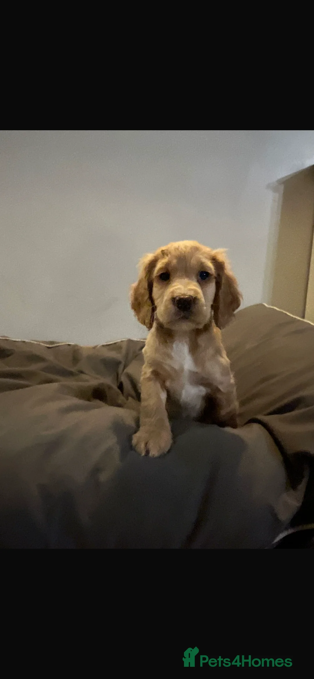 Cocker Spaniel dogs for sale: Kc registered cocker spaniels puppies for sale - Advert 2