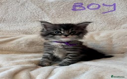 Maine Coon cats for sale: Maine coon kitten  - Image 4
